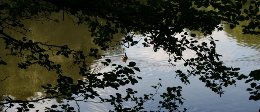 river with a duck