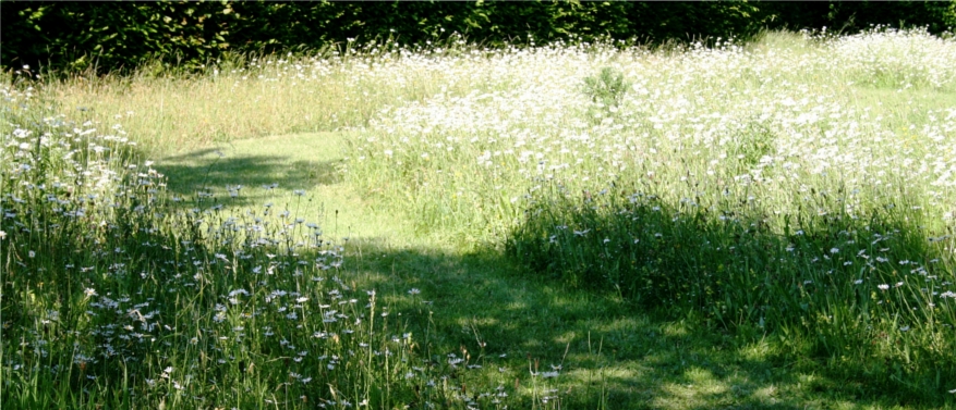 grassy path