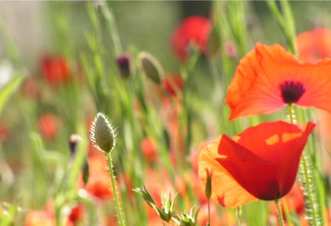 poppies